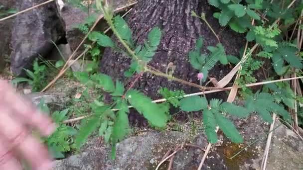 Ευαίσθητο Φυτό Μιμόζα Pudica Που Κλείνει Φύλλα Του Όταν Αγγίζεται — Αρχείο Βίντεο