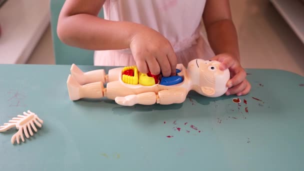Closeup Little Girl Assembling Parts Anatomy Doll — Stock video