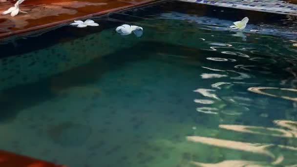 White Frangipani Flowers Floating Swimming Pool Showing Concept Spa Wellness — Video