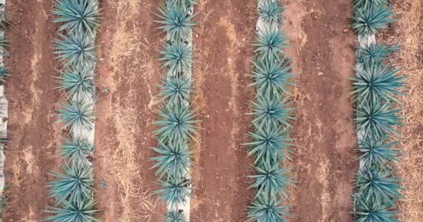 Plantación Agave Azul Campo Para Hacer Vista Aérea Tequila — Vídeo de stock