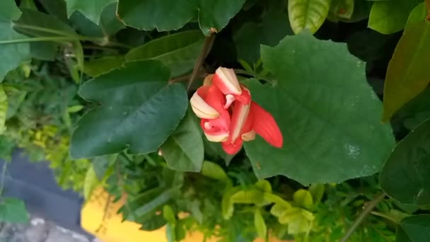 Top Footage Red Flower Runner Bean Phaseolus Coccineus Ziedas — Αρχείο Βίντεο