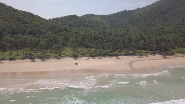 Aerial View Motorcyclist Tropical Beach Surrounded Palm Trees — Vídeo de Stock