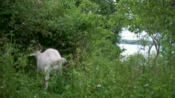 Epa Narragansett Ri的山羊吃入侵植物物种 — 图库视频影像