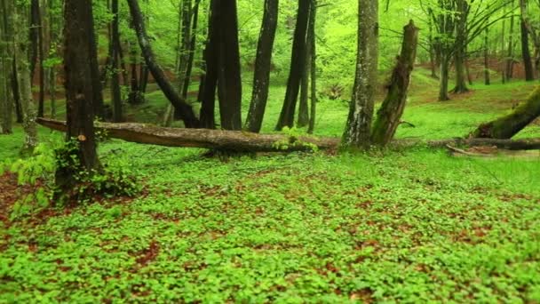 Beautiful View Green Grass Wet Ground Tree Trunks Forest Rain — Video