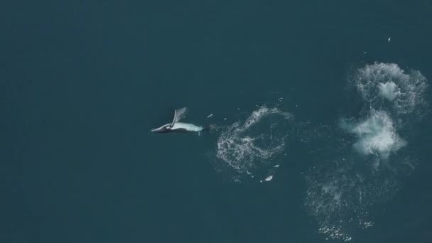 澄んだ水の中で水面近くで泳ぐ巨大なイルカの空中スローモーション — ストック動画