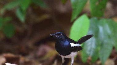 Oriental magpie robin bird feeding chicks