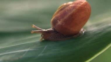 Snail crawling on a leaf leaving a trail of mucin which are used for popular beauty products