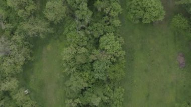 A scenic aerial view of the green foliage of a forest