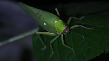 Kamera uzaklaştığında başını ve antenini hareket ettiren Katydid, Tettigonidae, Tropikal Böcek, Tayland
