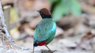 Kırmızı zilli yeşil kapüşonlu pitta kuşu