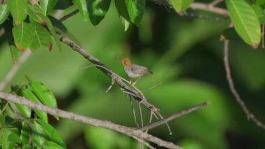 Ashy Tailorbird jumping around tree branches with super slow motion