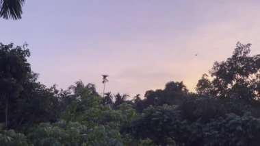 A beautiful sunset moment over the trees while some birds are flying