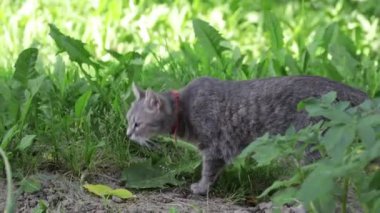 A cute cat with red necklace walking in a meadow