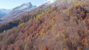A beautiful drone view of a forest with large trees and mountains on a sunny day