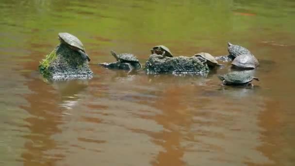 Turtles Sitting Rocks Pond Buddhist Temple Honolulu Hawaii — Stock video