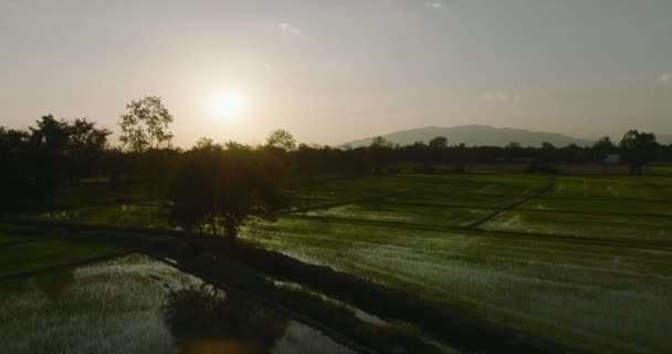 Naturskön Flygbild Risfält Chiang Mai Thailand — Stockvideo