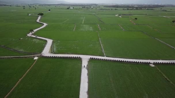 Famous Its Rice Vast Landscape Rice Fields Located Chishang Taitung — 비디오