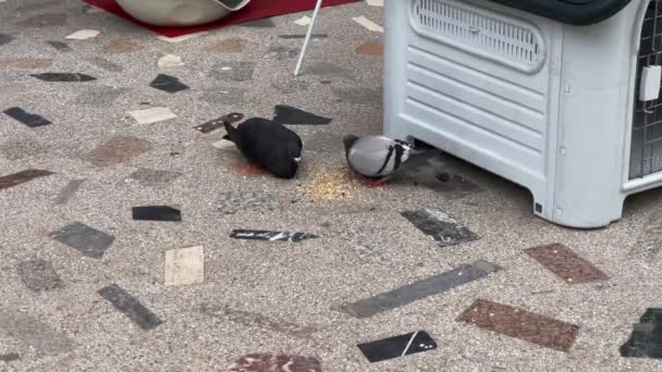 两只鸽子吃外面地上的谷粒 — 图库视频影像