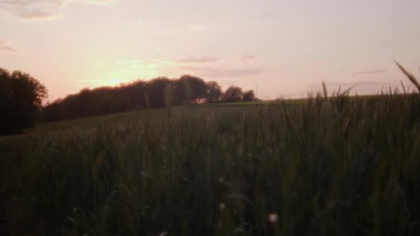 Scenic View Open Field Covered Green Grass Trees Sunset — Wideo stockowe