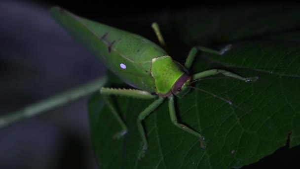 Kamera Uzaklaştığında Başını Antenini Hareket Ettiren Katydid Tettigonidae Tropikal Böcek — Stok video