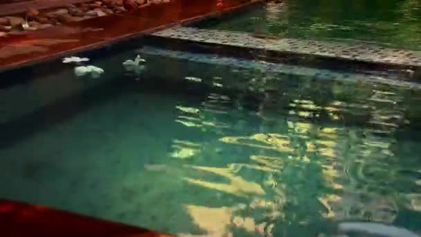 White Frangipani Flowers Floating Swimming Pool — Stockvideo