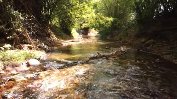 Aerial Slow Movement Flowing Rocky River Surrounded Green Trees Bushes — Stockvideo