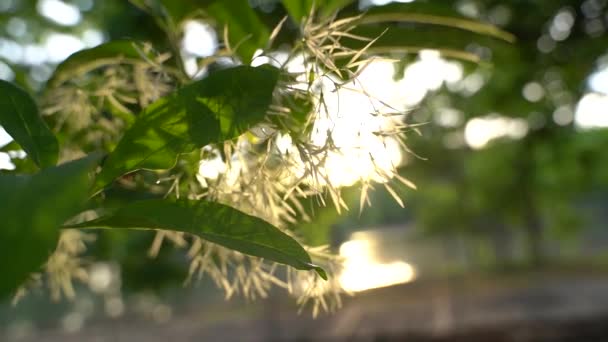 Closeup Footage Tree Branch Leaves Lake Sunset — Vídeos de Stock