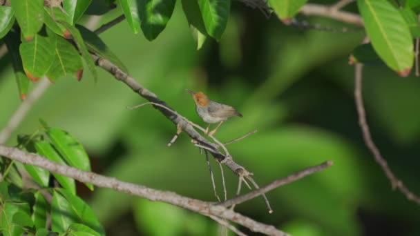 Ashy Tailorbird Jumping Tree Branches Super Slow Motion — Stock video