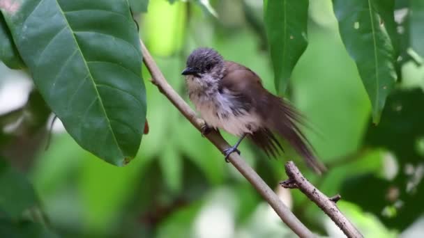 Oriental Magpie Robin Bird Feeding Chicks — Stockvideo