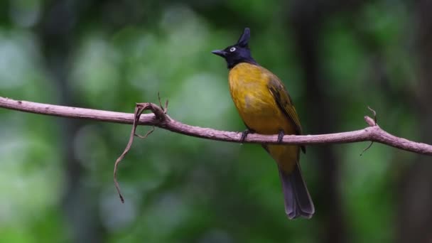 Seen Perched Vine Moving Some Wind Black Crested Bulbul Rubigula — Wideo stockowe