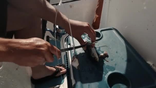 Closeup Footage Man Cutting Fish Caught Boat — Vídeos de Stock