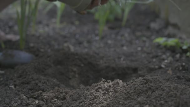 Closeup Caucasian Woman Putting Plant Sand — Stock video