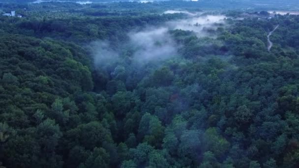 Aerial View Forest Foggy Morning — Video