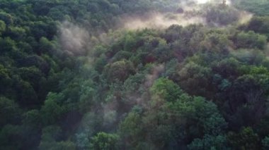 A top view of a beautiful forest covered with foggy clouds