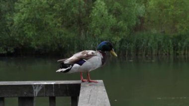 A mallard duck (Anas platyrhynchos) taking off from a wooden structure near the river