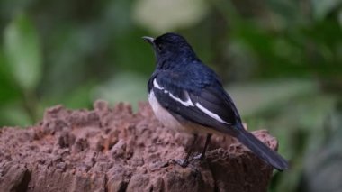 Seen from its back looking to the let and around, Oriental magpie-robin Copsychus saularis