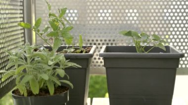 A closeup of potted plants in a room by the window