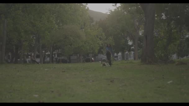 Dogs Playing Grass Fountain Dog Park — Stock video