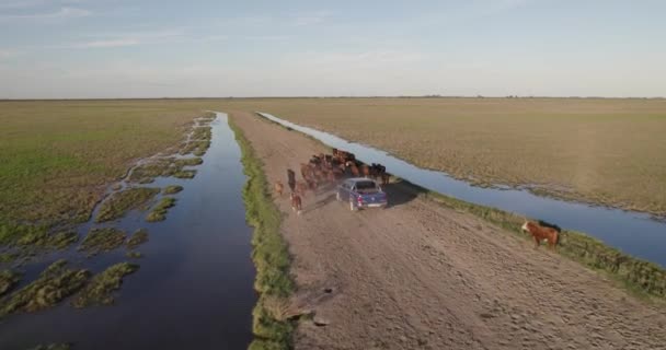 Aerial View Blue Pickup Herding Cattle Dirt Truck Middle Field — Vídeo de stock