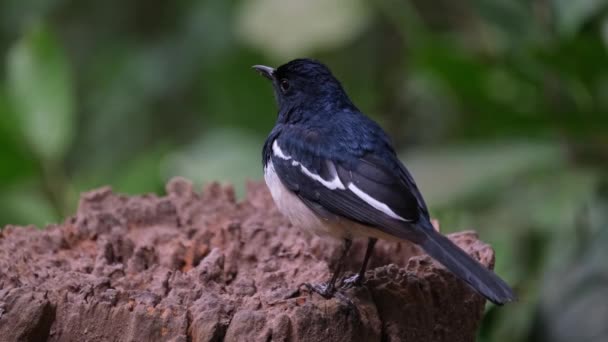 Seen Its Back Looking Let Oriental Magpie Robin Copsychus Saularis — Stok video