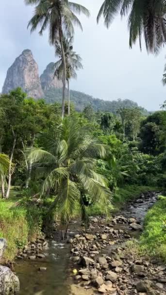 Вертикальный Снимок Реки Протекающей Через Берега Покрытые Зелеными Тропическими Деревьями — стоковое видео