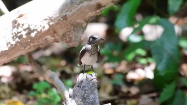 Oriental magpie robin bird feeding chicks