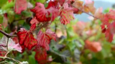 A closeup of beautiful autumn leaves of wild grapes in a garden