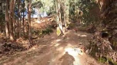 A video of a biker's point of view going through a eucalyptus and pine forest on Madeira island