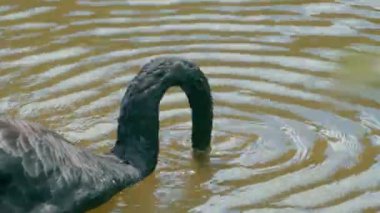Black swan swimming in pond at the buddhist temple in Honolulu, Hawaii.