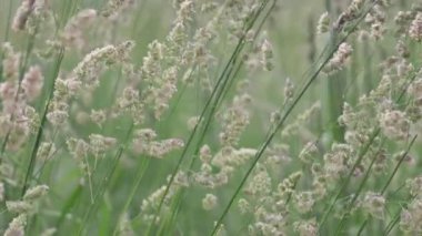 Rüzgâr tarafından savrulan phragmites australis otlarının yakın çekimi.