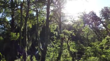 The bright sun shining on a mystic lush green forest