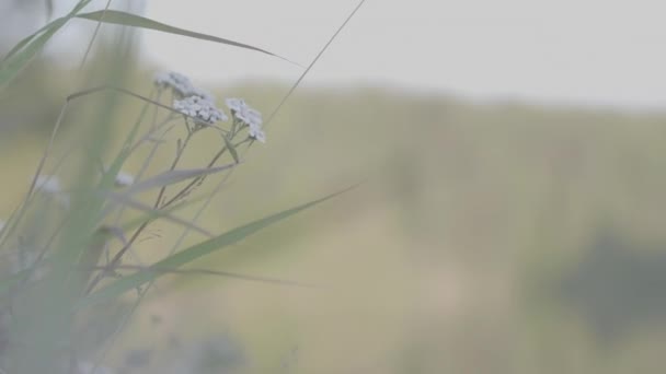 Shallow Focus Shot Blossom White Yarrow Flowers Blurred Garden Thebackground — Vídeo de stock