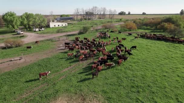 Вид Повітря Ферму Стайнею Корів Велику Рогату Худобу Чекають Щеплення — стокове відео