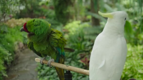 Close View Some Macaws Sitting Wooden Stick Garden — Vídeo de Stock